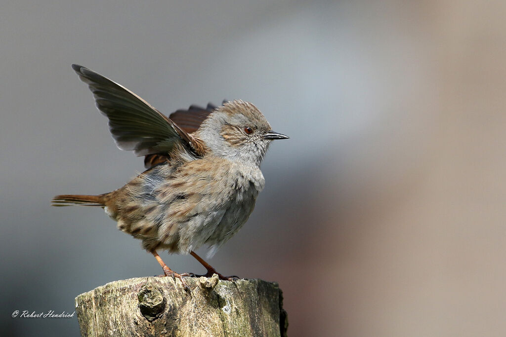 Dunnock