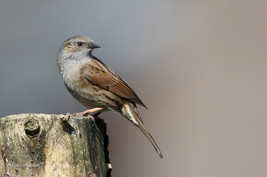 Dunnock