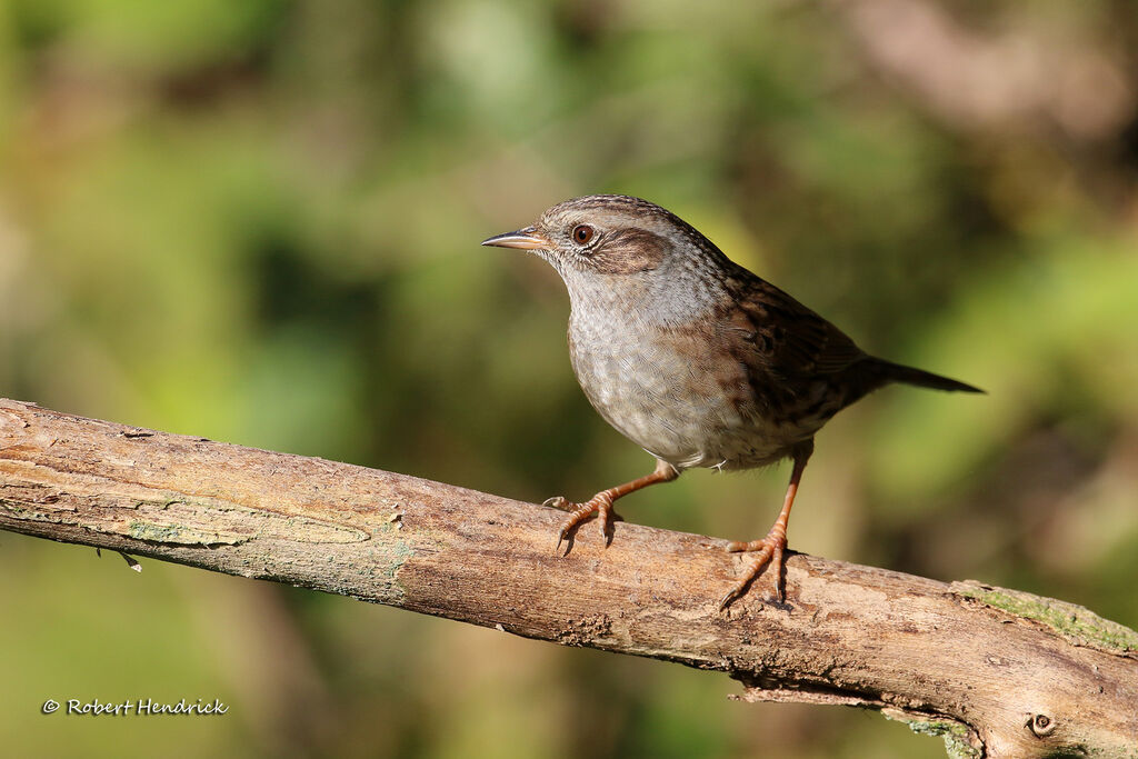 Dunnock