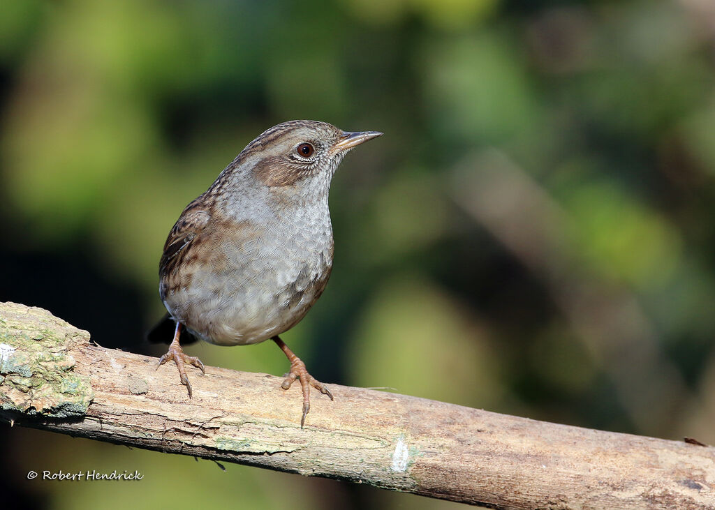 Dunnock