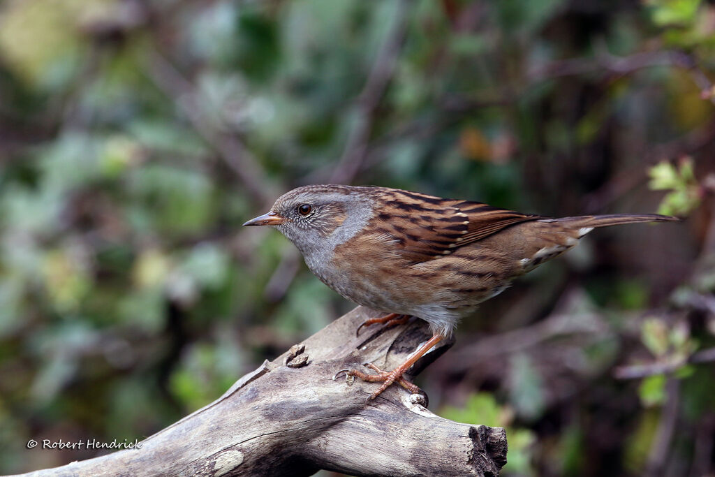 Dunnock