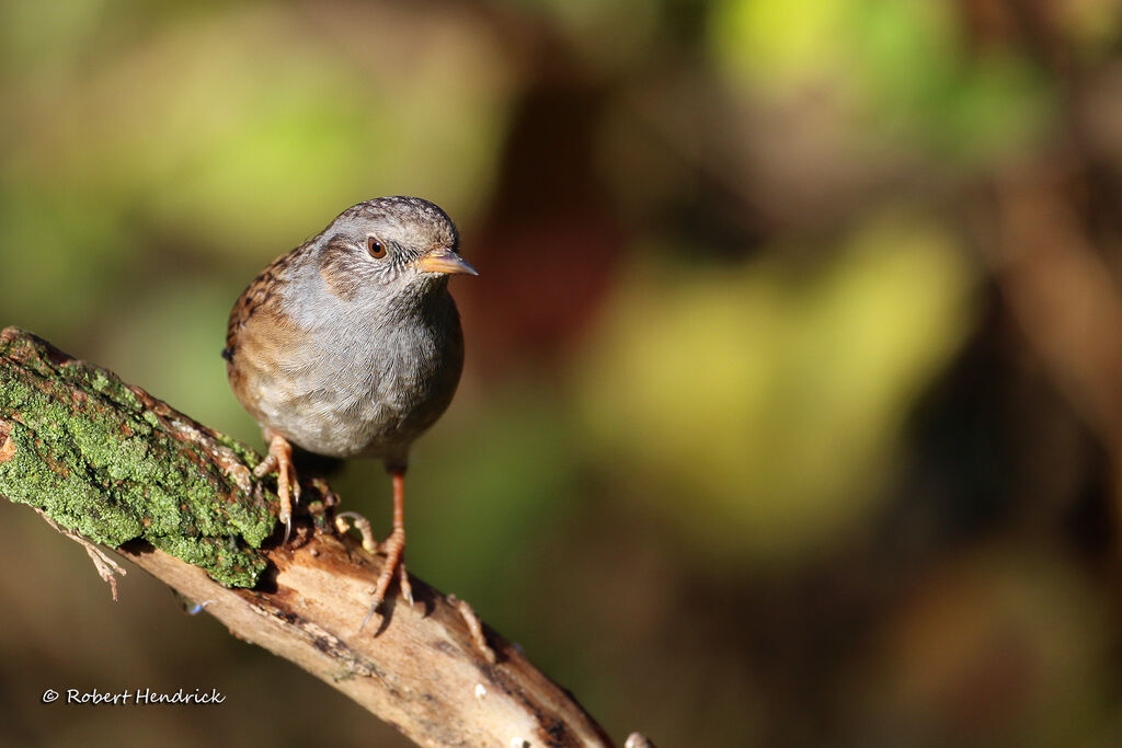 Dunnock