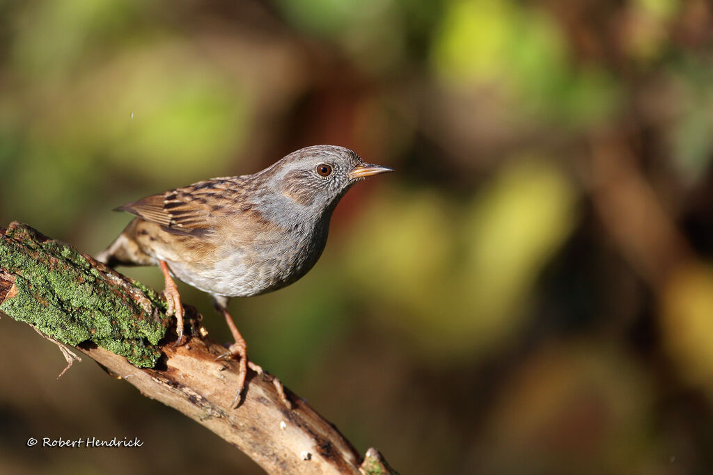 Dunnock