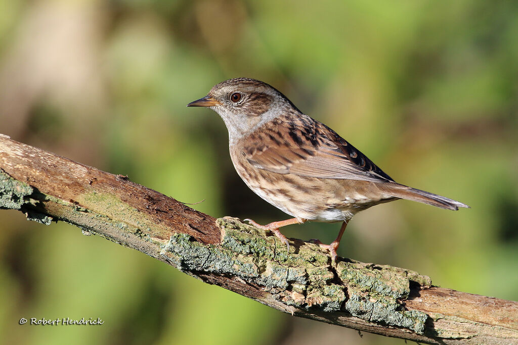 Dunnock