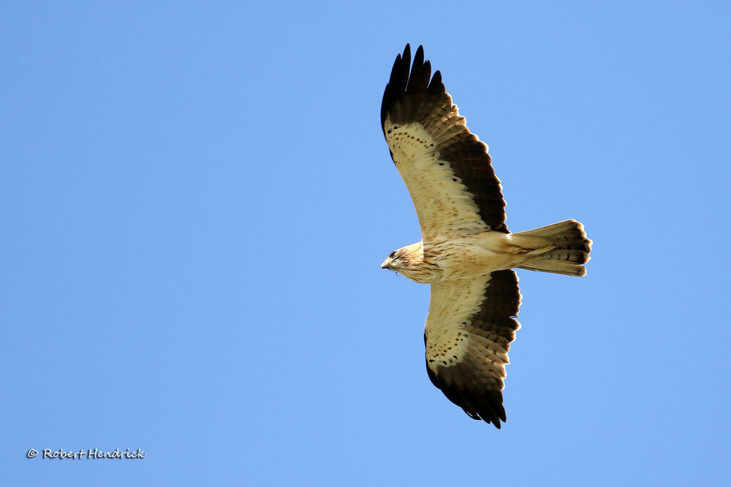 Booted Eagle