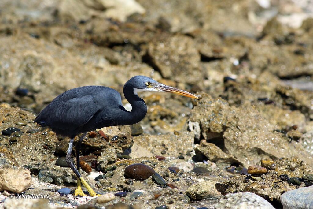 Western Reef Heron