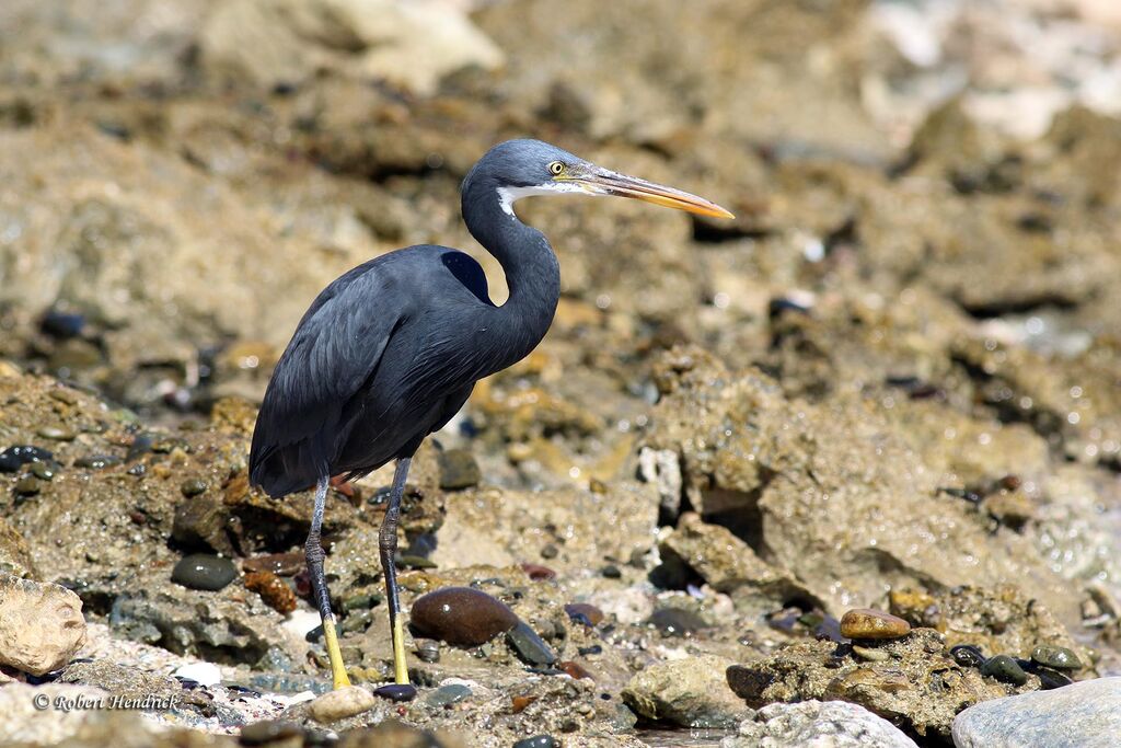Western Reef Heron