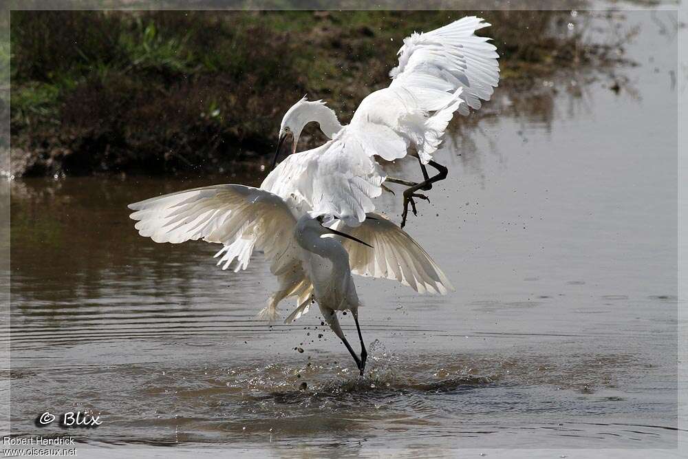 Aigrette garzette, habitat, Comportement