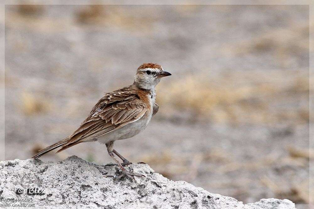 Red-capped Larkadult, identification