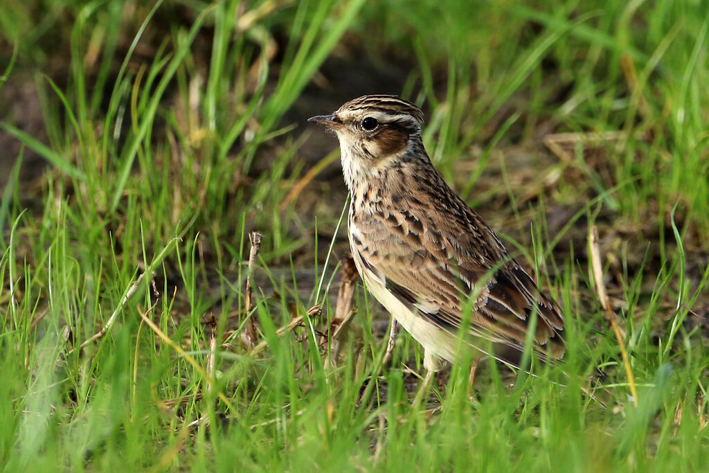 Woodlark