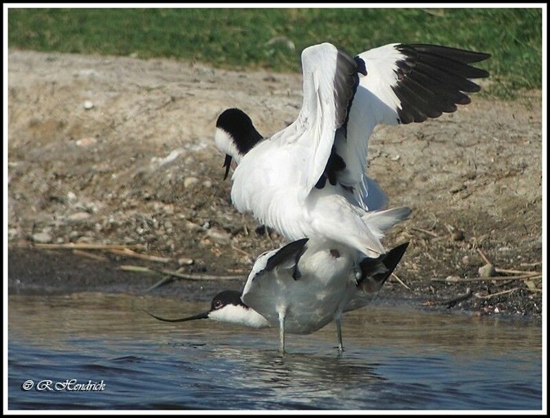 Avocette élégante