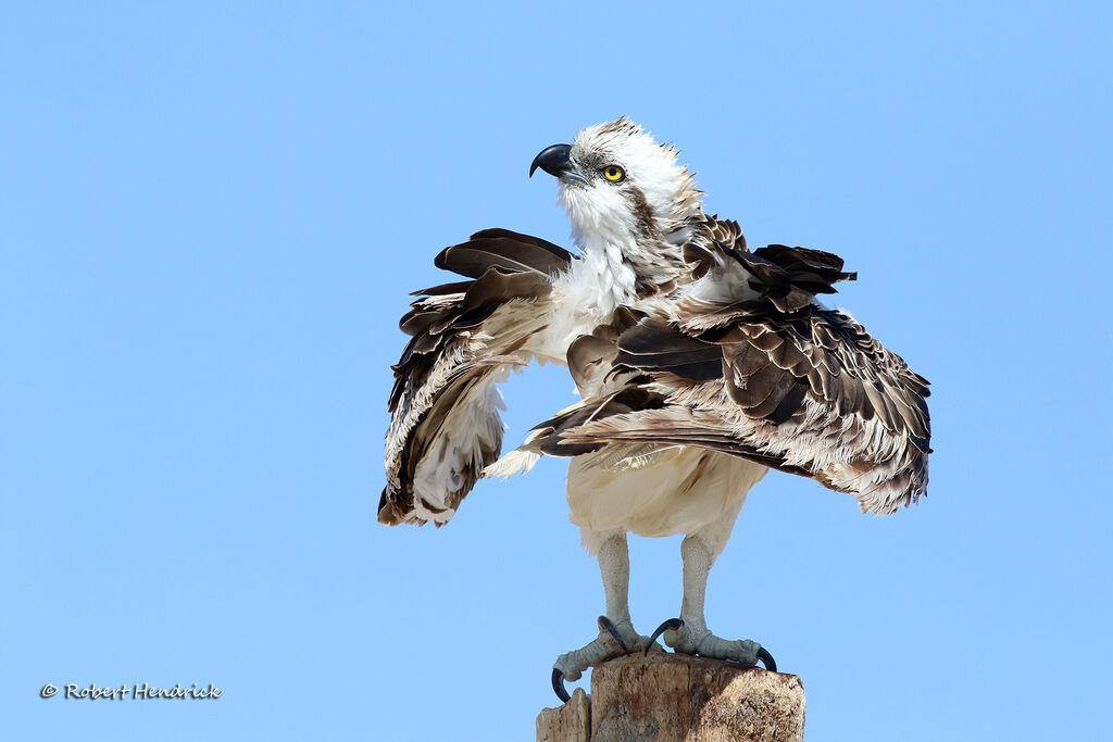 Osprey