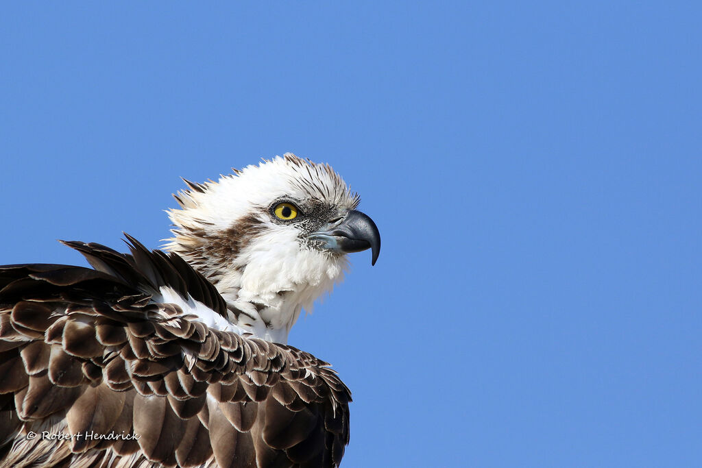 Osprey