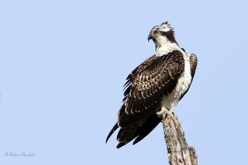 Balbuzard pêcheur