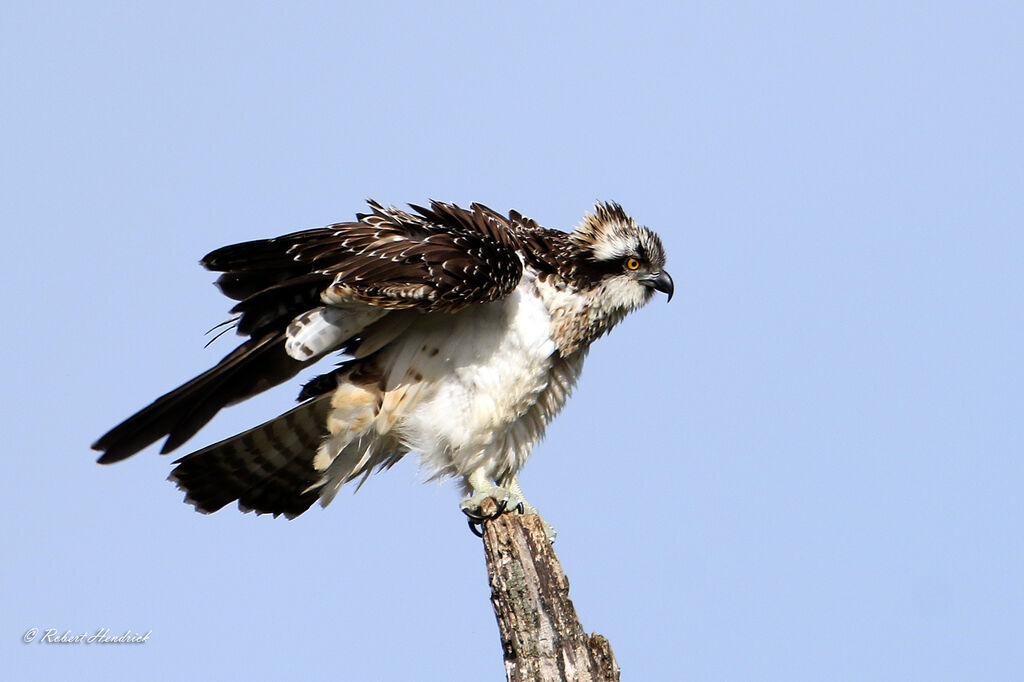 Balbuzard pêcheur