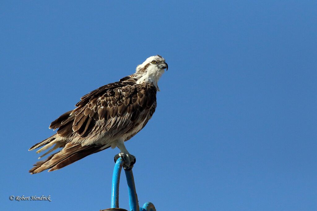 Osprey