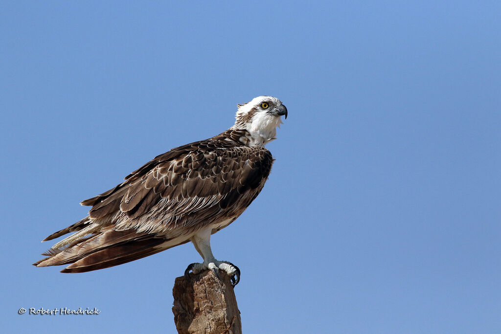 Osprey