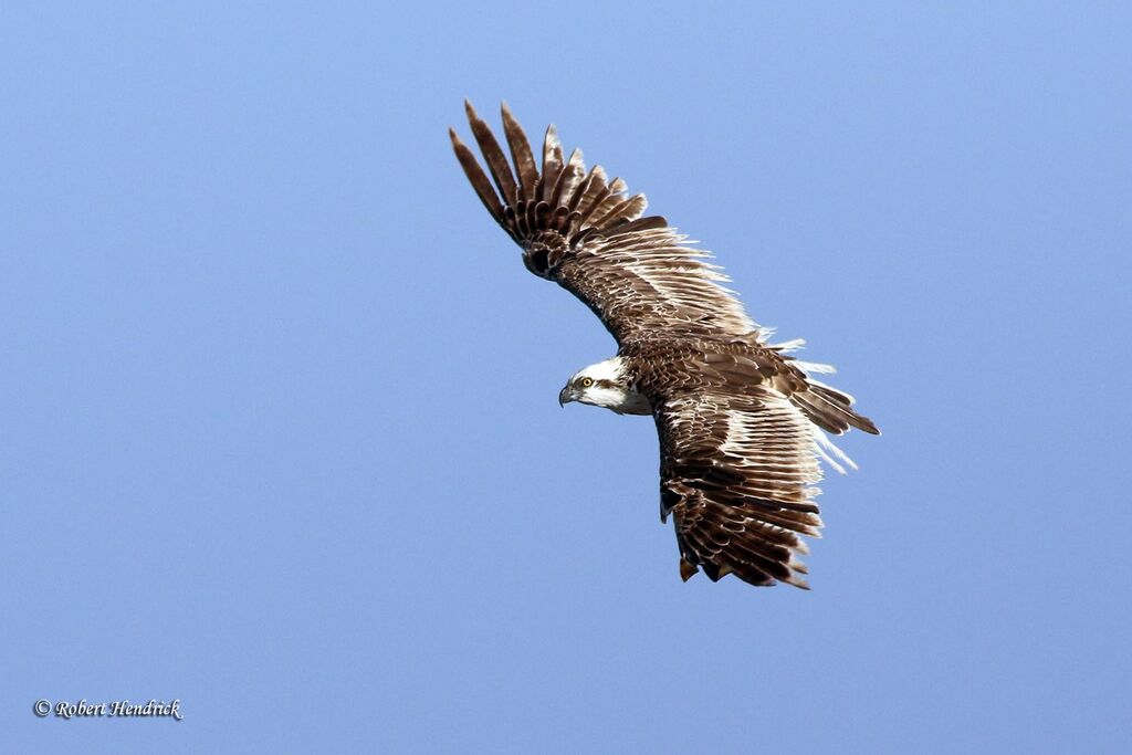 Osprey