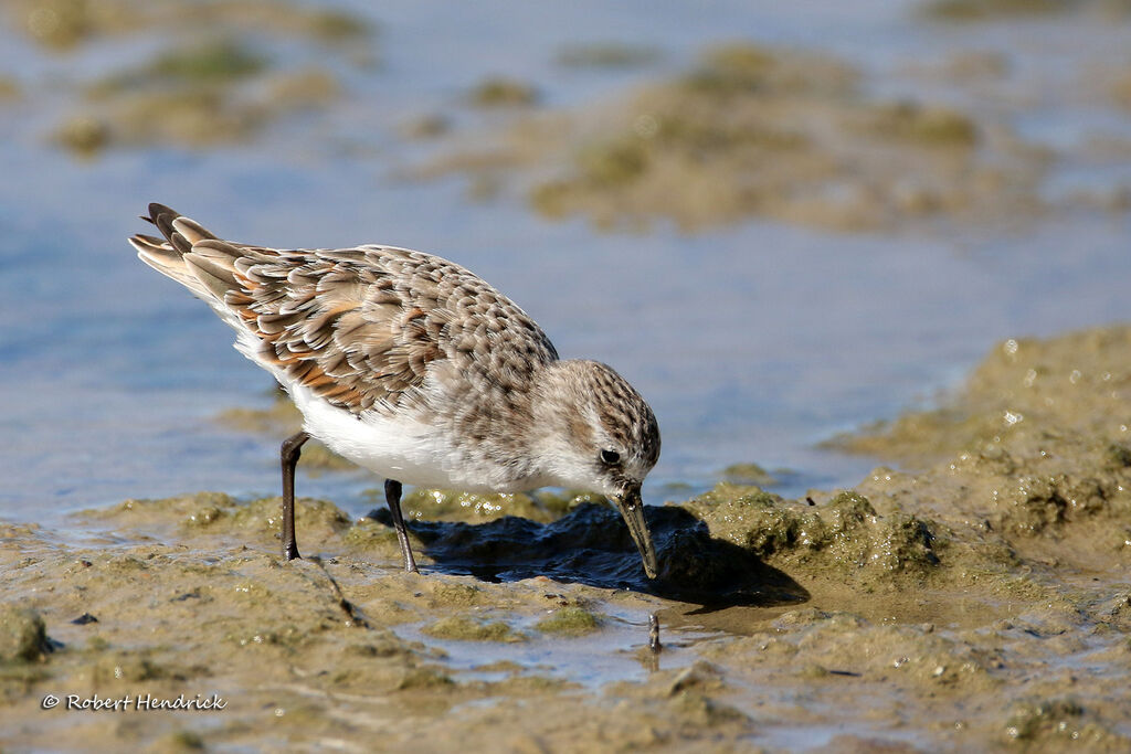Little Stint