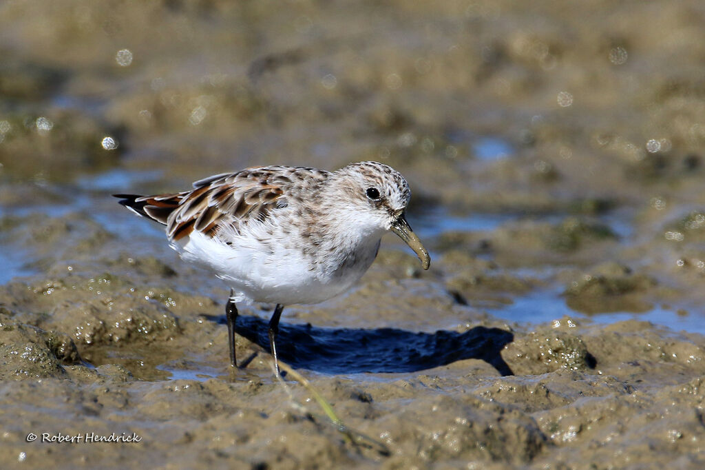 Little Stint