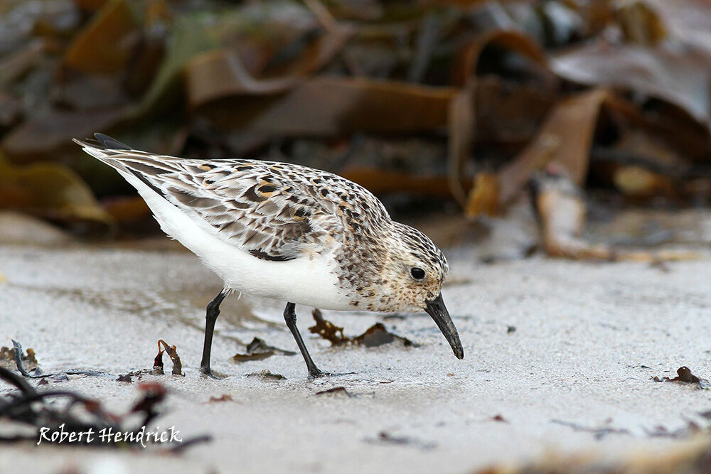 Sanderling