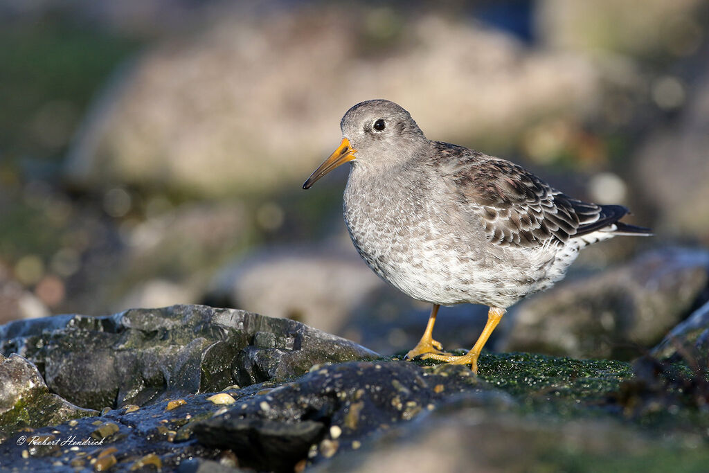 Purple Sandpiper