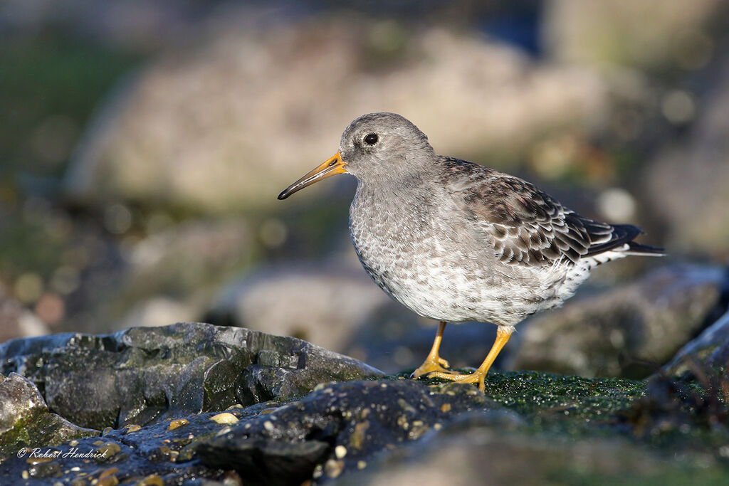 Purple Sandpiper