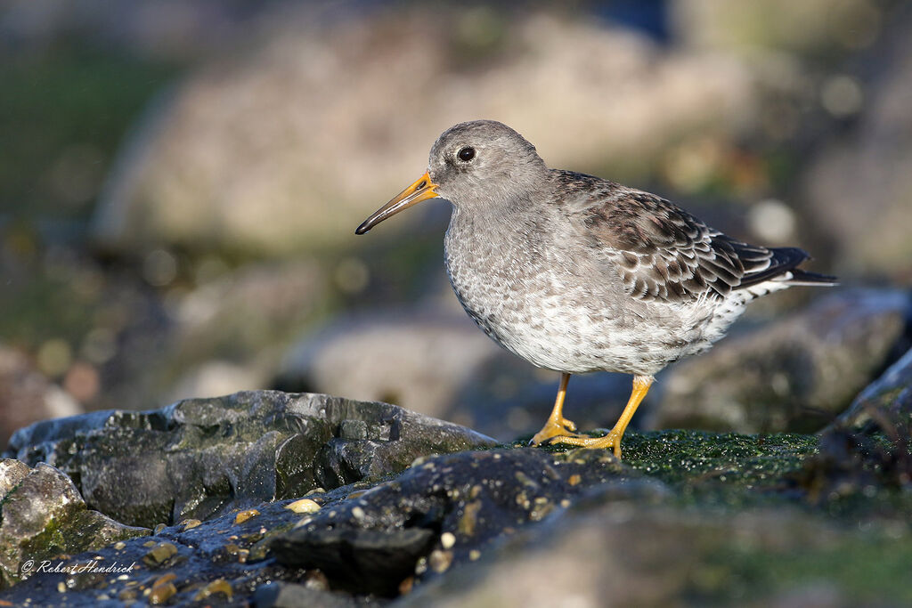 Purple Sandpiper