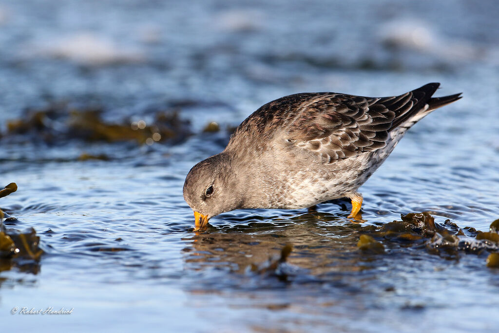 Purple Sandpiper
