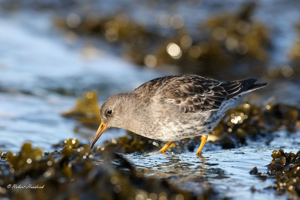 Purple Sandpiper