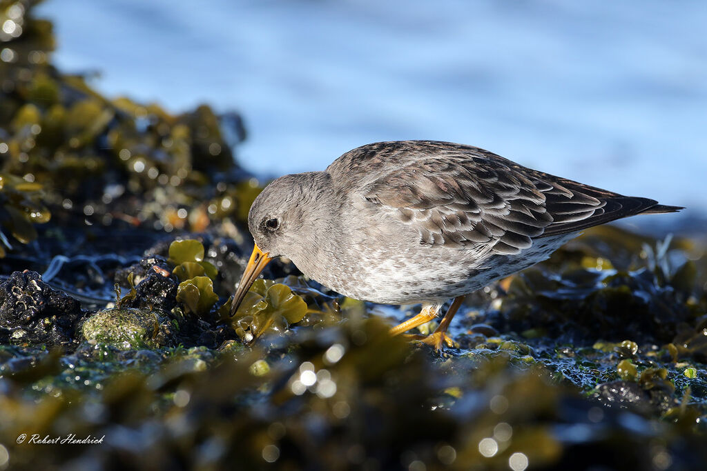 Purple Sandpiper