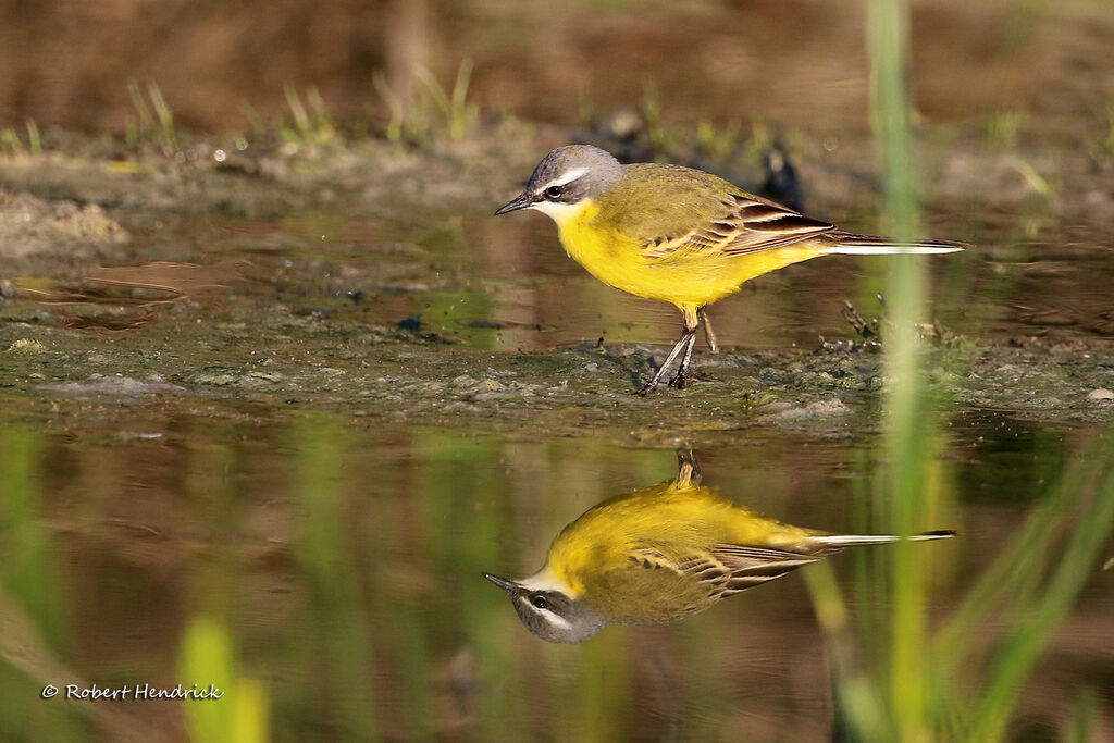 Western Yellow Wagtail