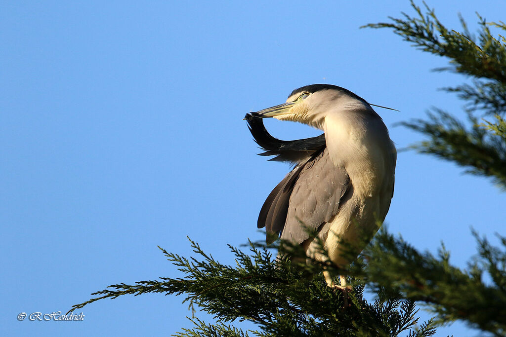 Black-crowned Night Heron