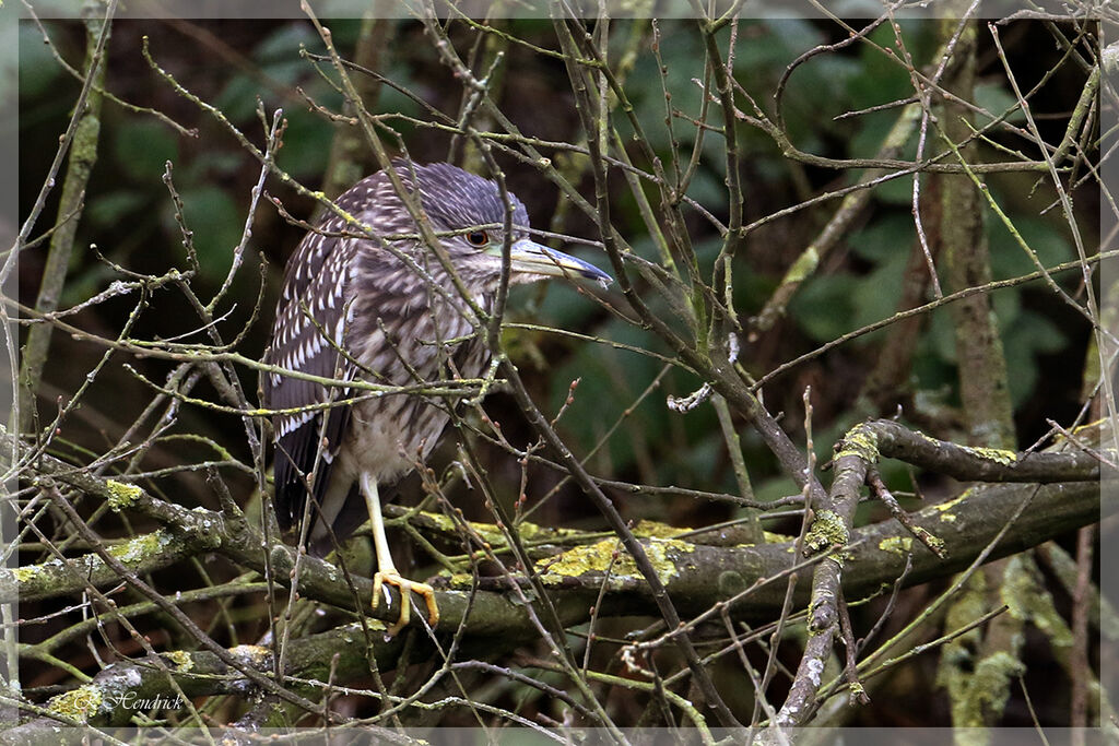 Black-crowned Night Heron