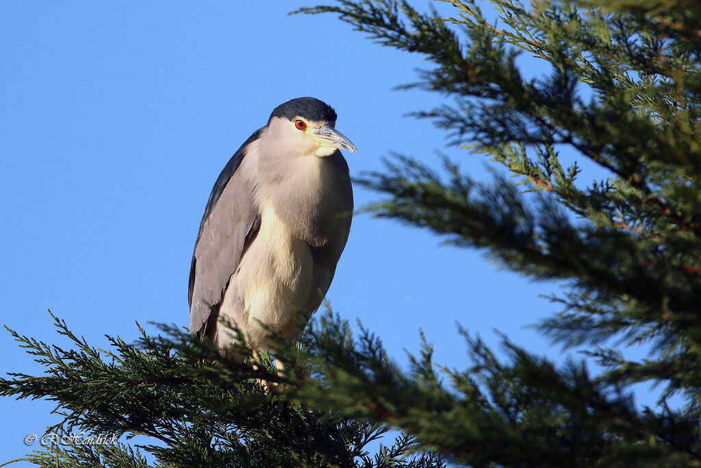 Black-crowned Night Heron