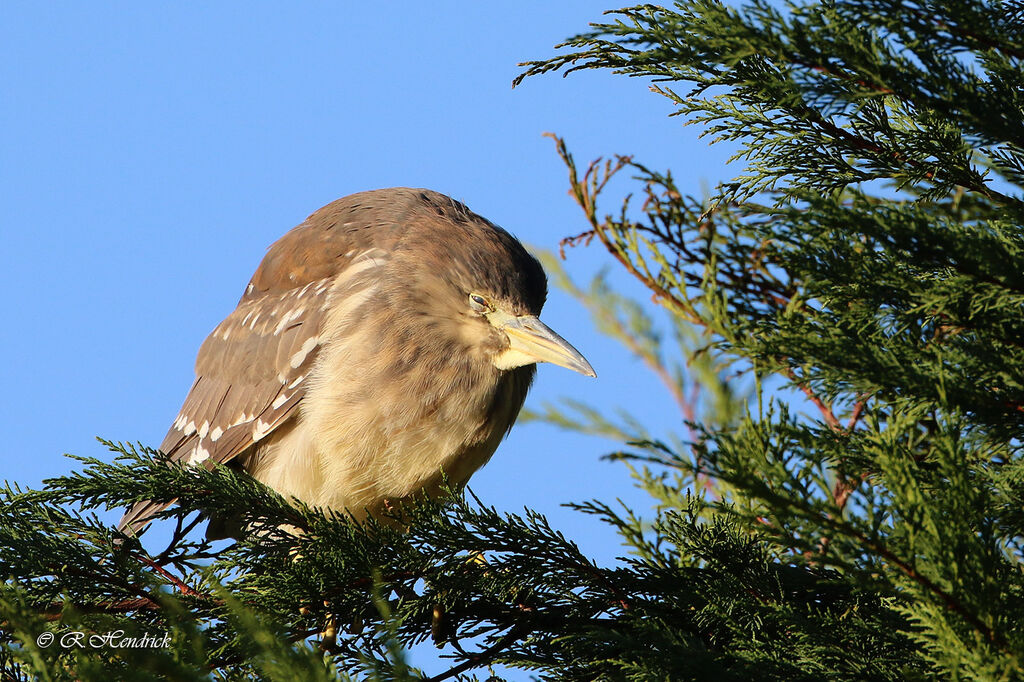 Black-crowned Night Heron