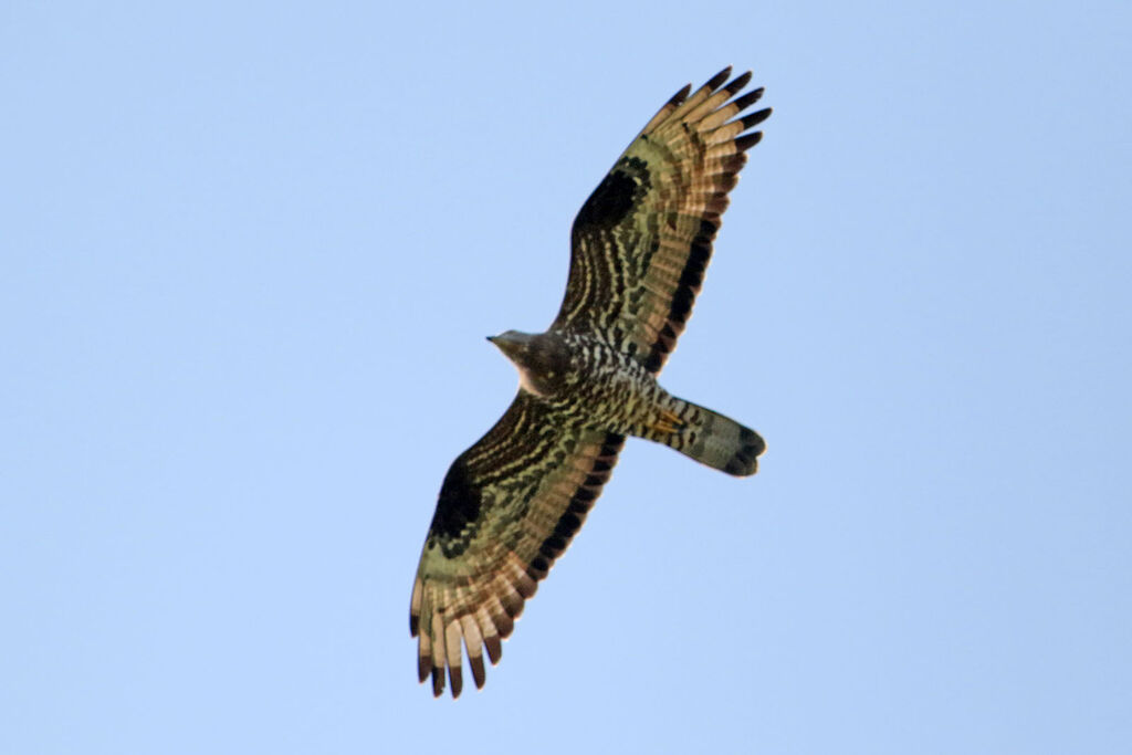 European Honey Buzzard