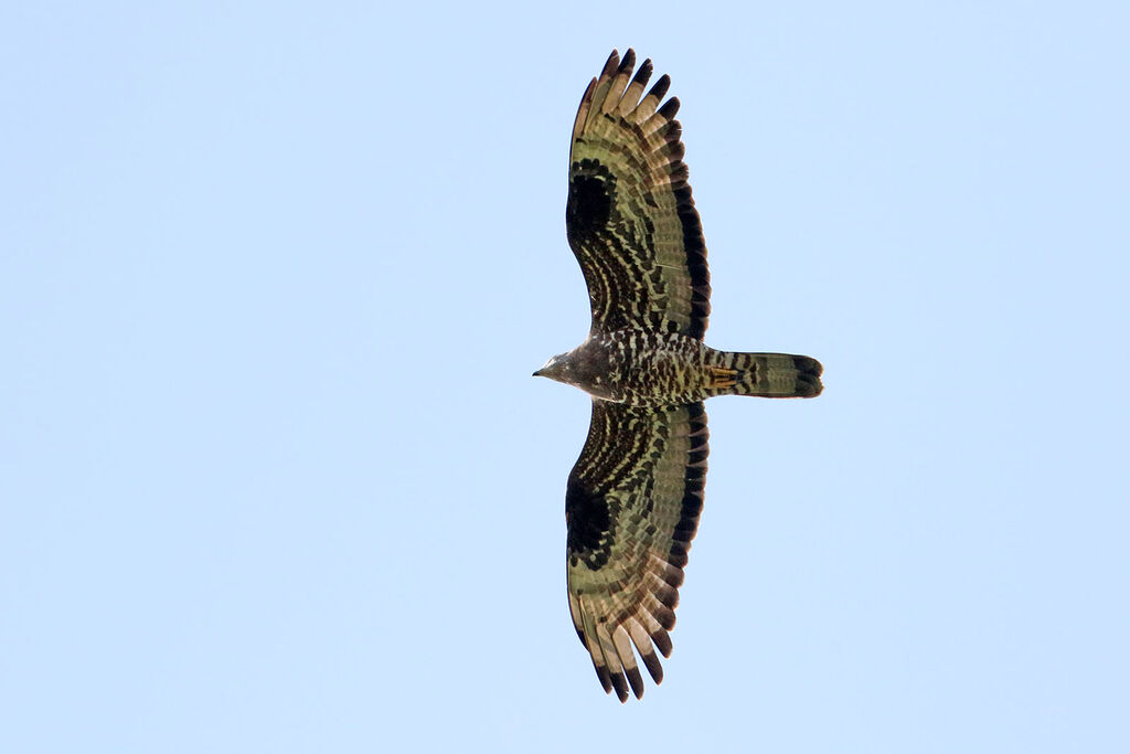 European Honey Buzzard