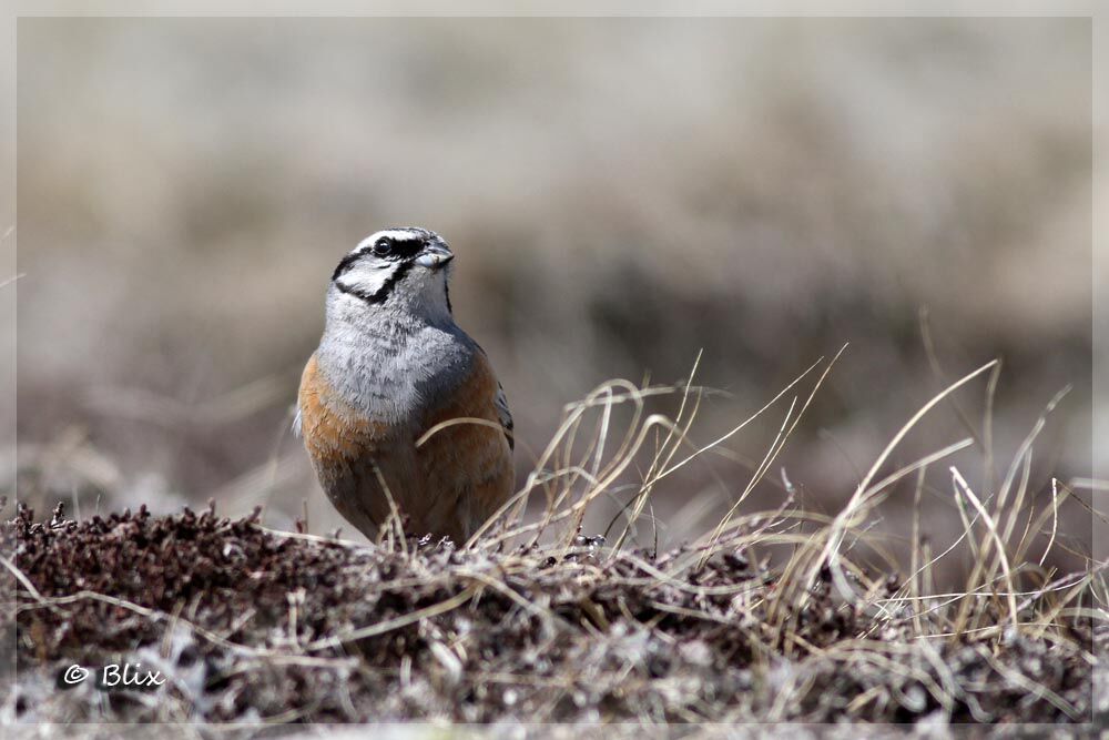 Rock Bunting