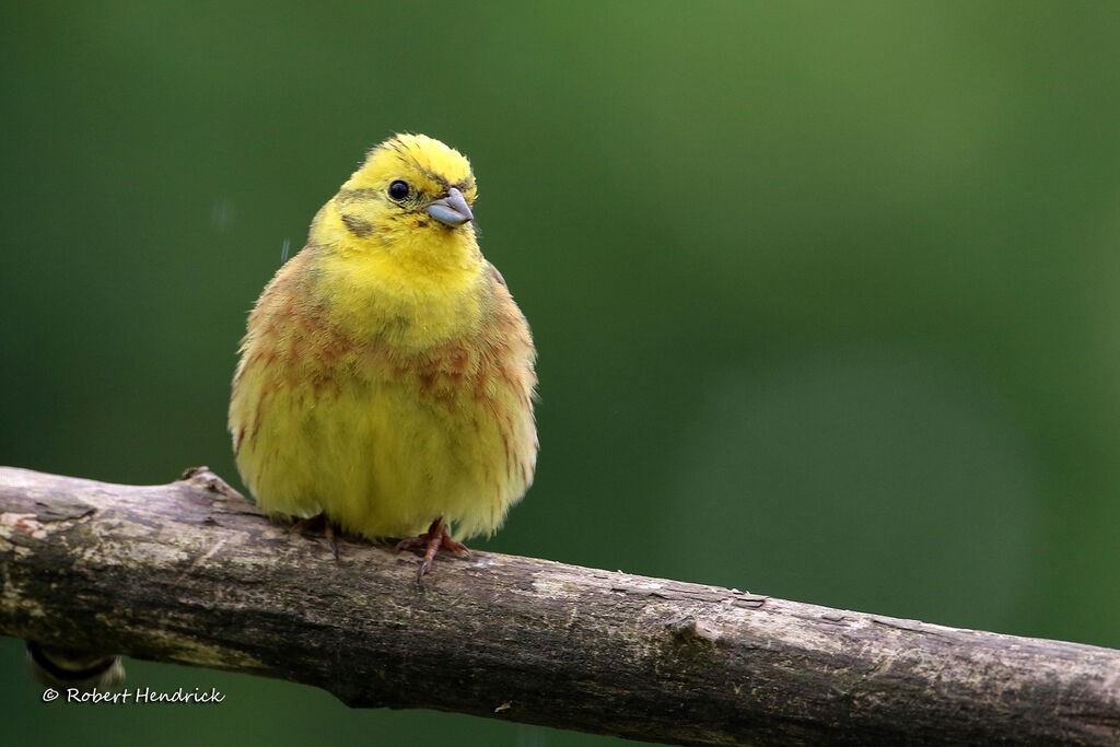 Yellowhammer