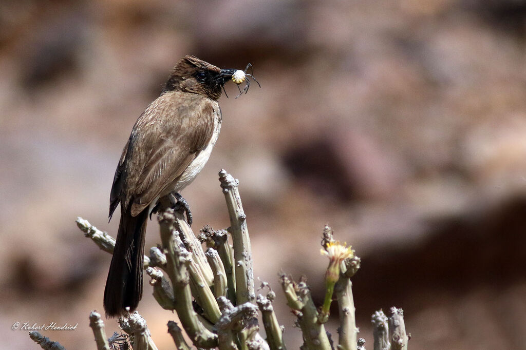 Common Bulbul