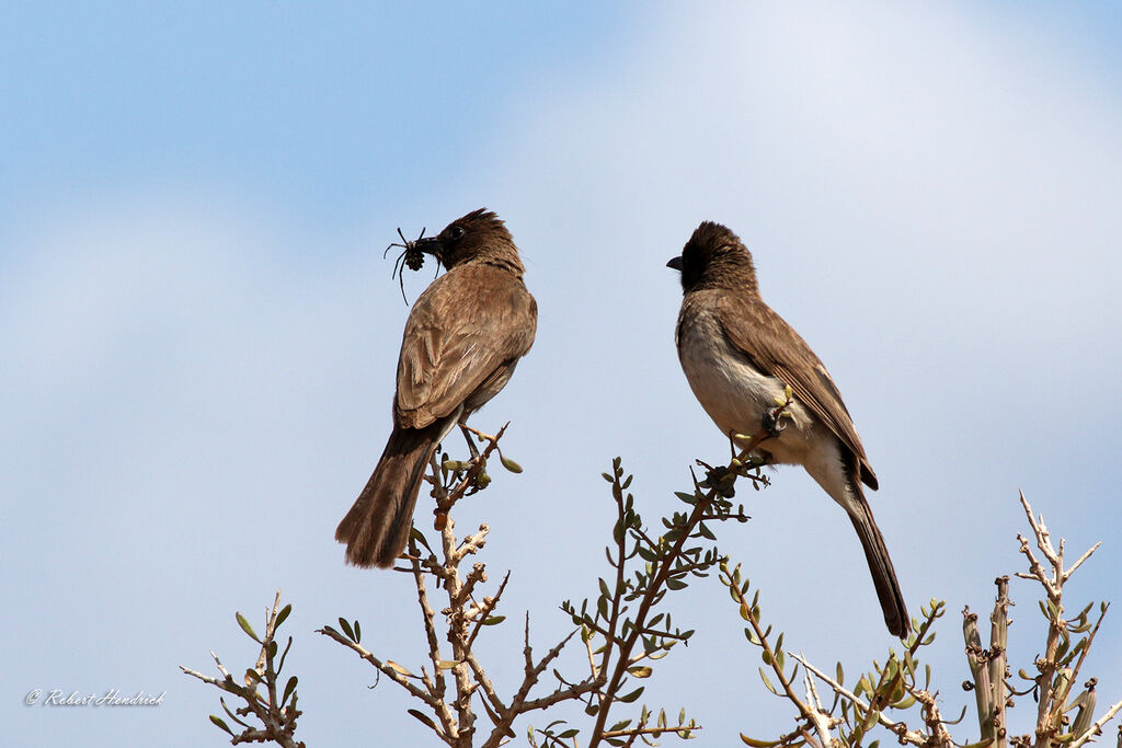 Common Bulbul