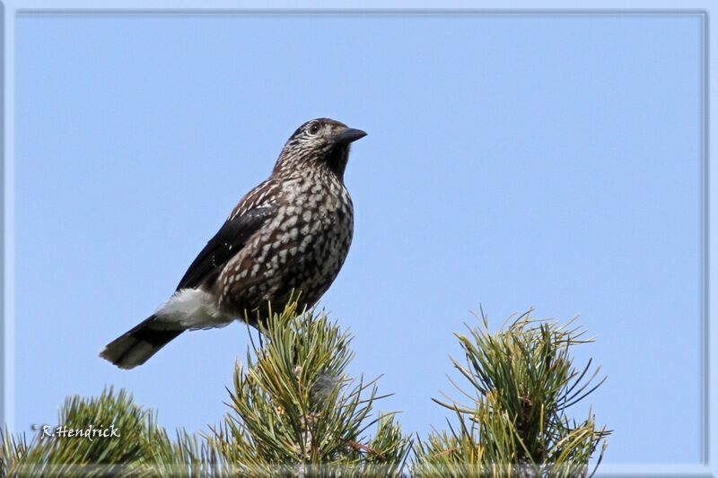 Northern Nutcracker