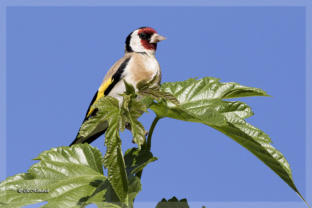 Chardonneret élégant