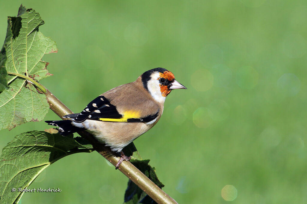 European Goldfinch