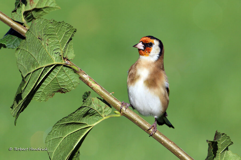 Chardonneret élégant