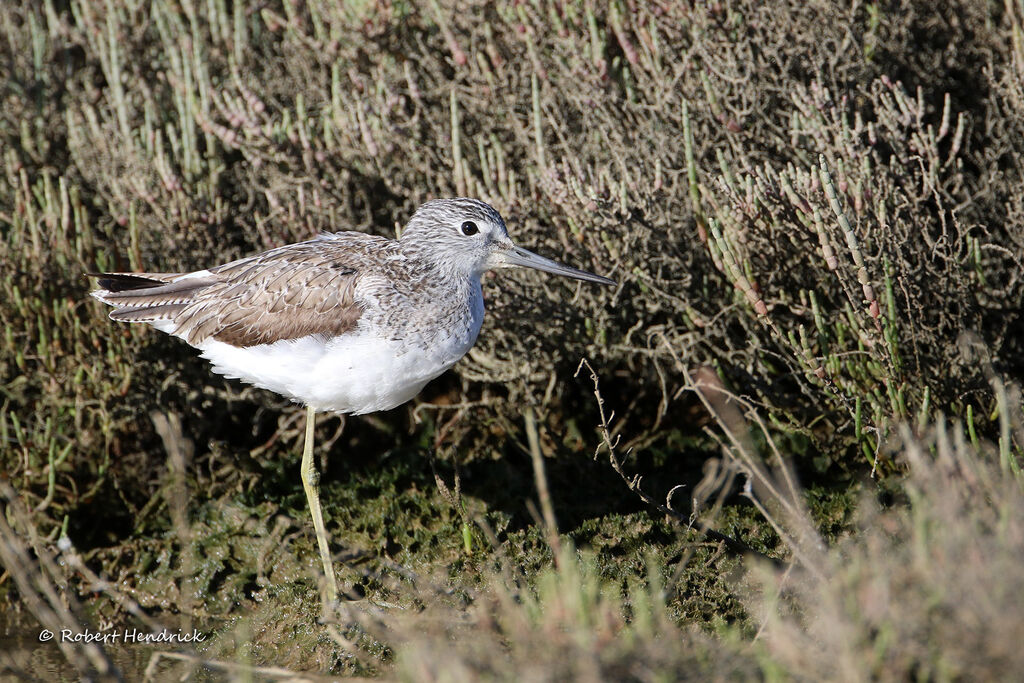 Common Greenshank