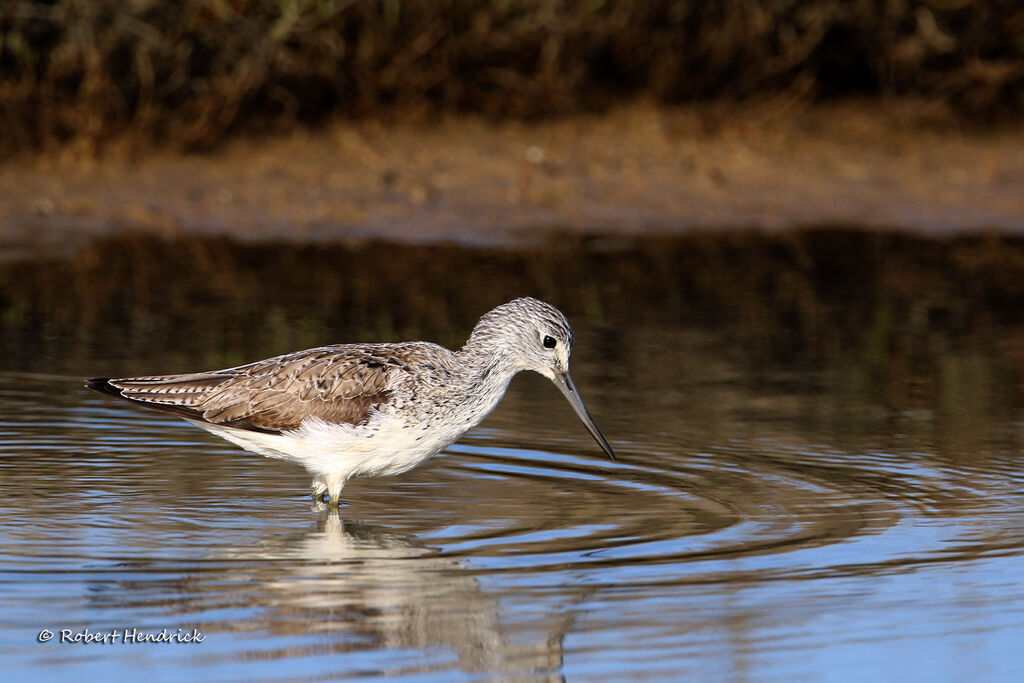 Common Greenshank
