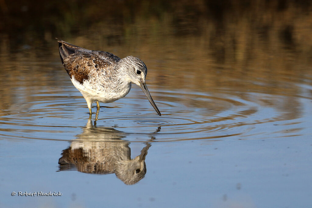 Common Greenshank