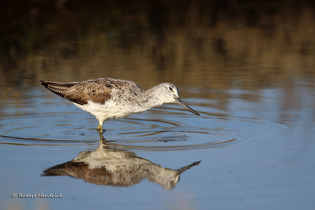 Common Greenshank